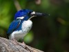 Little Kingfisher 
